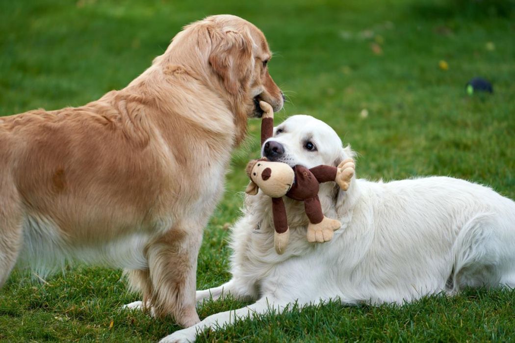 Co powinni wiedzieć właściciele o pielęgnacji psa rasy Golden Retriver?