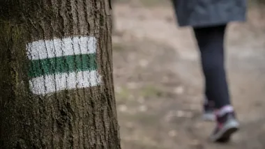 Nowe zasady dla lasów wokół Warszawy. Mieszkańcy wskażą ważne miejsca