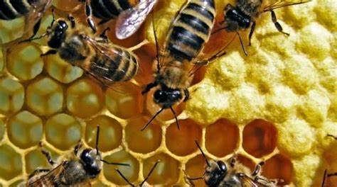 Bezpłatne szkolenia dla pszczelarzy
