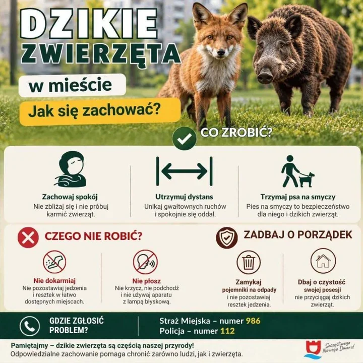 Dziki, lisy i inne zwierzęta na osiedlach. Co zrobić w razie spotkania